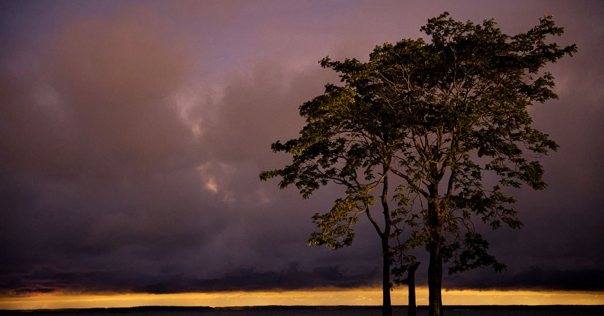 A captivating nature scene showcasing a tree under a vivid, purple evening sky in Stamford, CT.