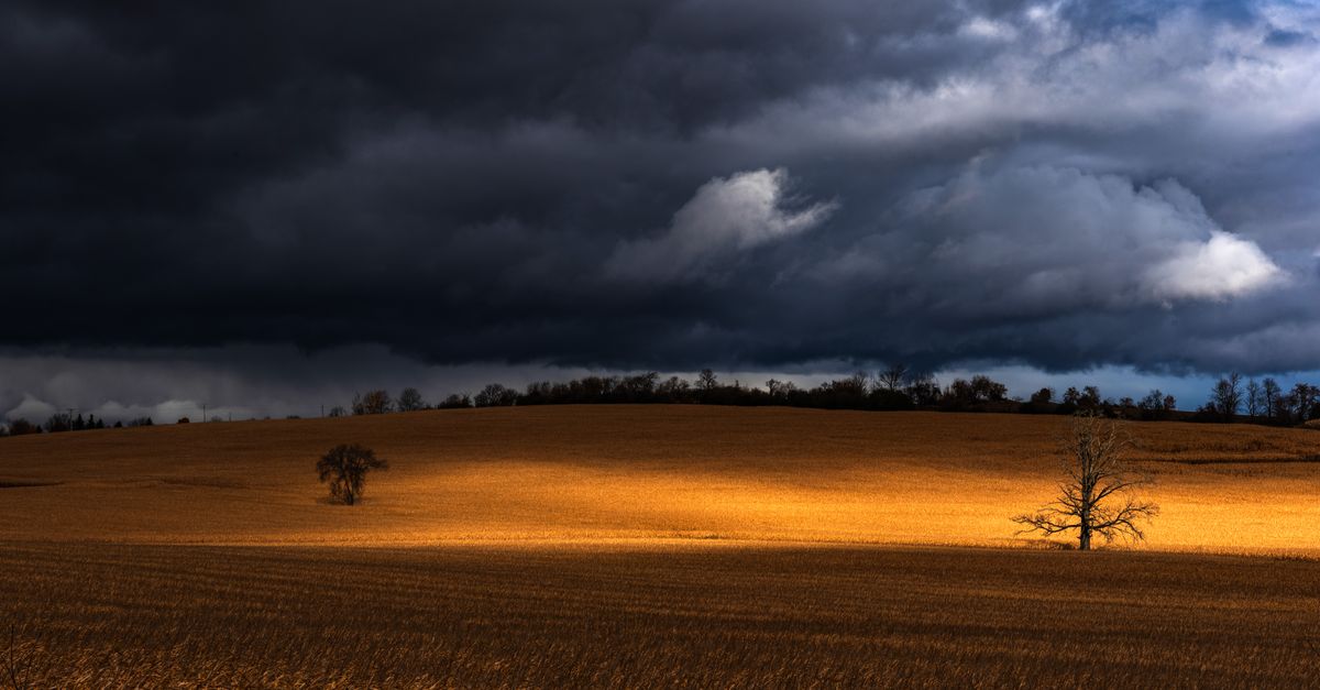 A striking golden field under a dramatic sky in Canada, showcasing a vibrant autumn atmosphere.