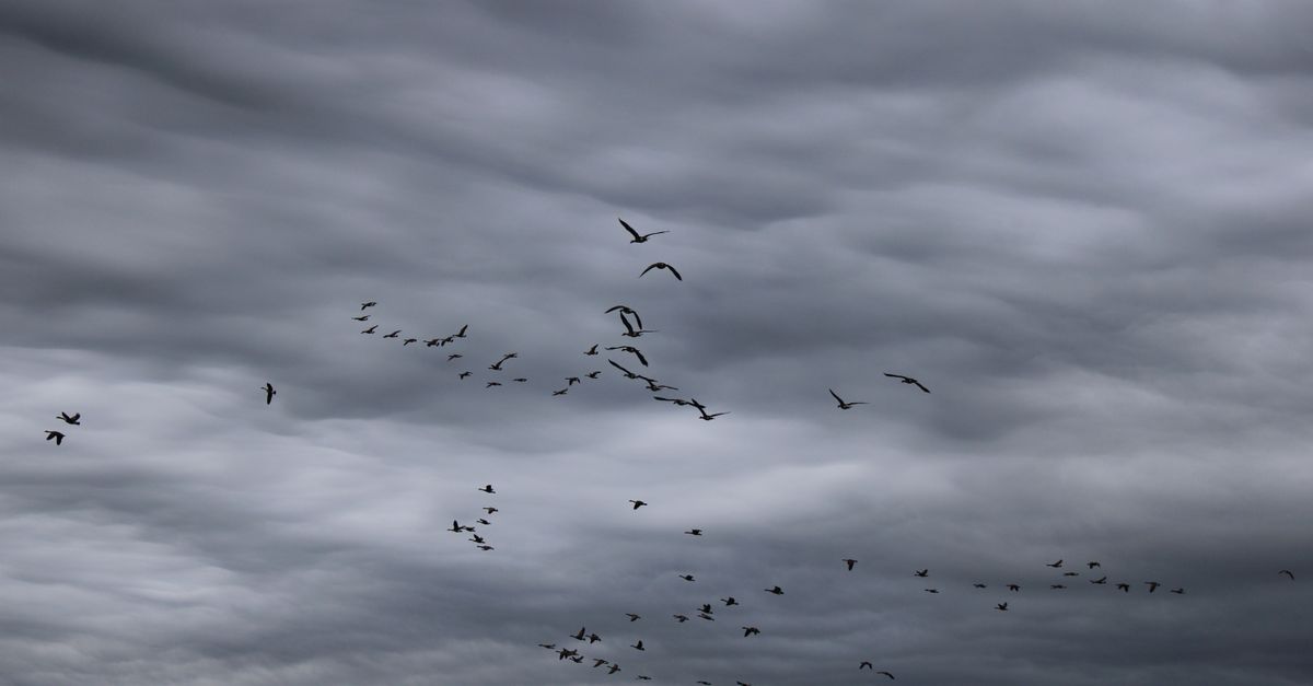 A dramatic scene of geese flying beneath storm clouds, captured in Lancaster, Ohio.